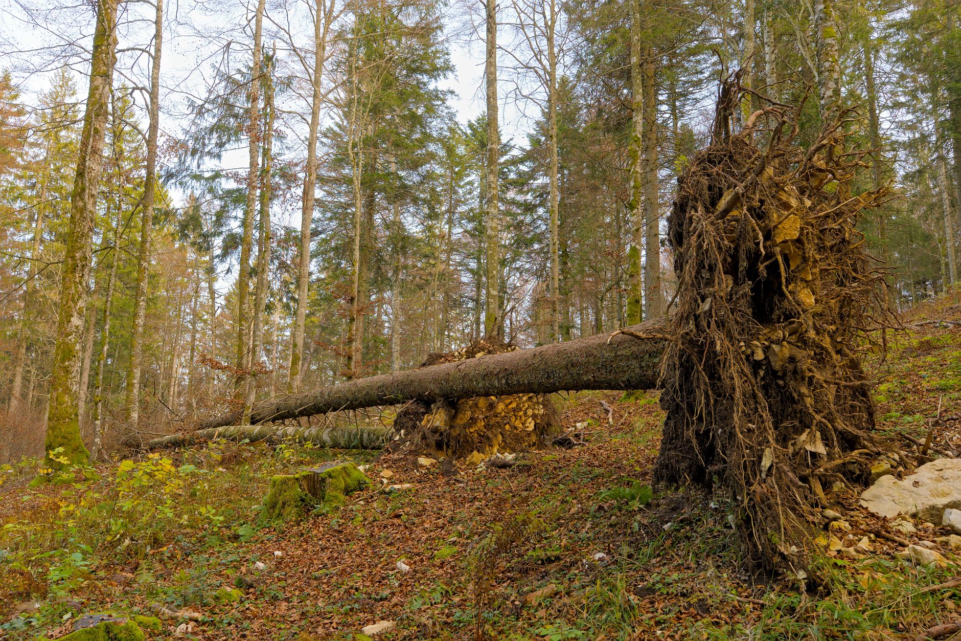 Enlèvement arbre urgence équipe à Challans
